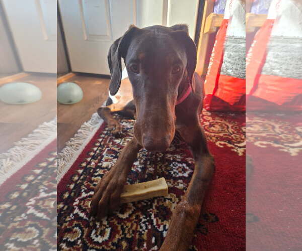 Medium Photo #3 Doberman Pinscher Puppy For Sale in Minneaoplis, MN, USA