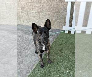 Mutt Dogs for adoption in Modesto, CA, USA