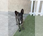 *WILLY - Male Mutt Dog for Adoption - Small photo