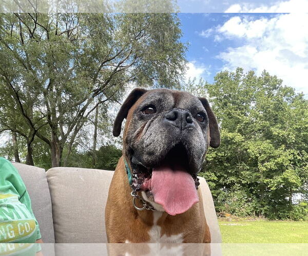 Medium Photo #2 Boxer Puppy For Sale in Woodbury, MN, USA