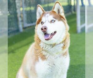 Siberian Husky Dogs for adoption in Camarillo, CA, USA