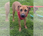 Small #1 Black Mouth Cur Mix