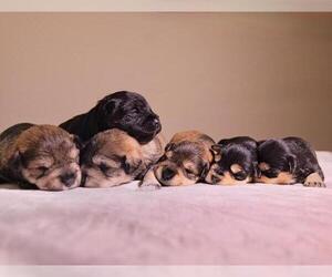 Schnauzer (Miniature) Litter for sale in LEHIGH ACRES, FL, USA