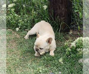 Father of the French Bulldog puppies born on 05/30/2021