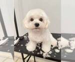 Small Photo #1 Maltese Puppy For Sale in HOUSTON, TX, USA