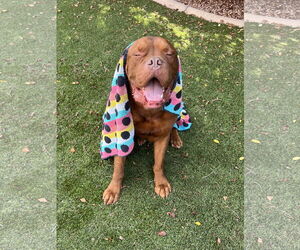 Dogue de Bordeaux Dogs for adoption in Goodyear, AZ, USA