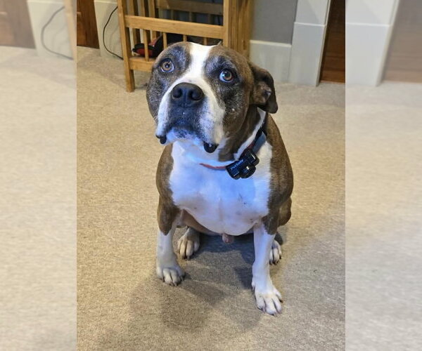 Medium Photo #8 American Pit Bull Terrier-Unknown Mix Puppy For Sale in Germantown, OH, USA