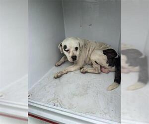 Mutt Dogs for adoption in Houston, TX, USA
