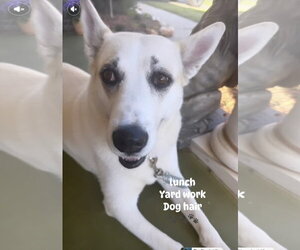 Labsky Dogs for adoption in Newfoundland, PA, USA
