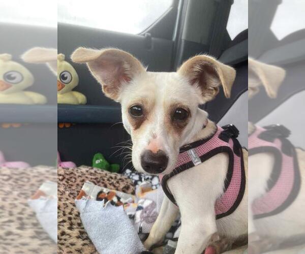 Medium Photo #1 Chihuahua Puppy For Sale in Santa Barbara, CA, USA