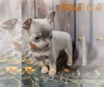 Small #1 Chihuahua