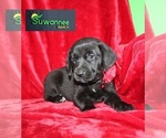 Small Photo #4 Goldmaraner Puppy For Sale in LIVE OAK, FL, USA