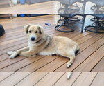 Small #2 Golden Retriever Mix