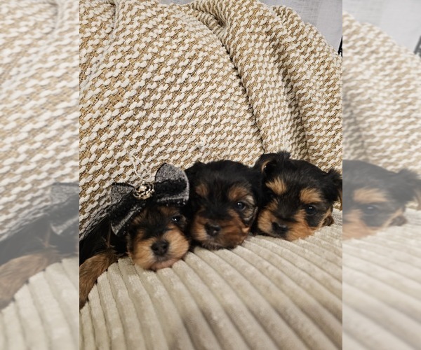 Medium Photo #1 Yorkshire Terrier Puppy For Sale in SALEM, OR, USA