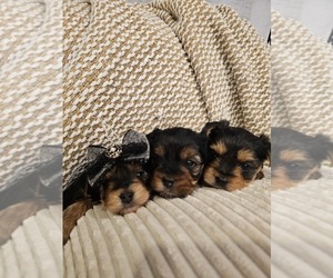 Yorkshire Terrier Puppy for sale in SALEM, OR, USA
