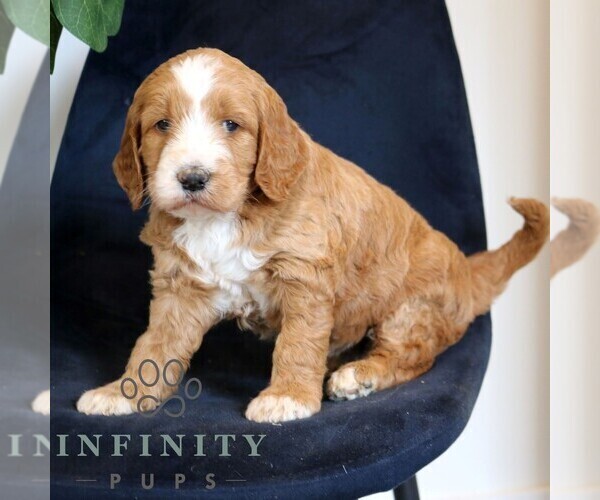 Medium Photo #2 Goldendoodle Puppy For Sale in NARVON, PA, USA