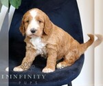Small #1 Goldendoodle