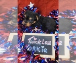 Small #11 Yorkshire Terrier