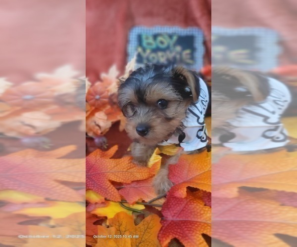 Medium Photo #12 Yorkshire Terrier Puppy For Sale in AKRON, OH, USA