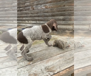German Shorthaired Pointer Puppy for sale in WINNSBORO, TX, USA