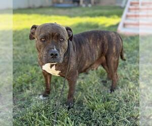 Mutt Dogs for adoption in Modesto, CA, USA