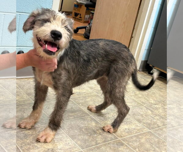 Medium Photo #3 Old English Sheepdog-Shih Tzu Mix Puppy For Sale in Rustburg, VA, USA