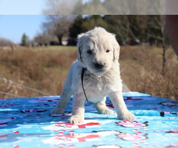 Medium Photo #31 Goldendoodle Puppy For Sale in UNION CITY, TN, USA