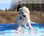 Small Photo #31 Goldendoodle Puppy For Sale in UNION CITY, TN, USA