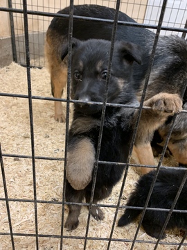 Medium Photo #1 German Shepherd Dog Puppy For Sale in NEW MADISON, OH, USA