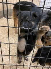 German Shepherd Dog Puppy for sale in NEW MADISON, OH, USA