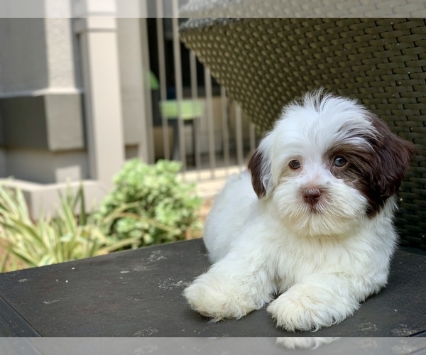 Medium Photo #4 Havanese Puppy For Sale in HOUSTON, TX, USA