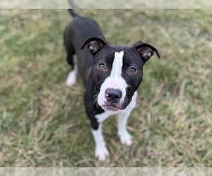 American Pit Bull Terrier Dogs for adoption in Decatur, IL, USA