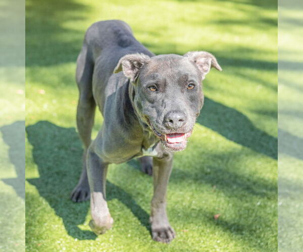 Medium Photo #3 Mutt Puppy For Sale in Hilton Head, SC, USA