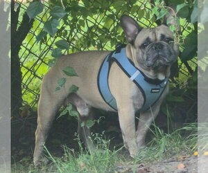 French Bulldog Dogs for adoption in Walnutport, PA, USA