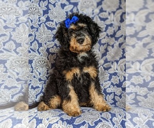 Miniature Bernedoodle Puppy for sale in GLEN ROCK, PA, USA