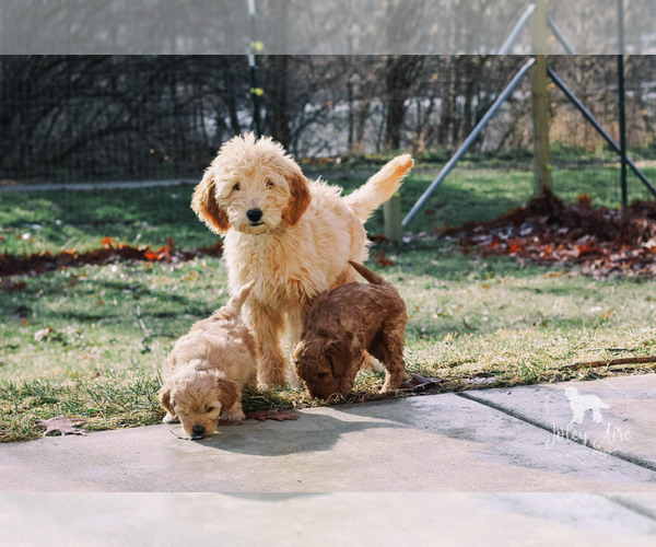 Medium Photo #2 Goldendoodle Puppy For Sale in CARLOCK, IL, USA