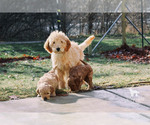 Small Photo #2 Goldendoodle Puppy For Sale in CARLOCK, IL, USA