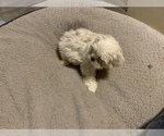 Small Photo #3 ShihPoo Puppy For Sale in WETUMPKA, AL, USA