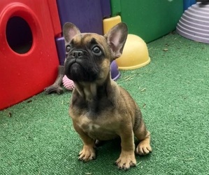 French Bulldog Puppy for sale in ANNAPOLIS, MD, USA