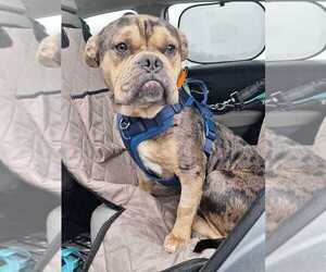 Bulldog-Unknown Mix Dogs for adoption in Silver Spring, MD, USA