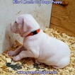 Small Photo #215 Dogo Argentino Puppy For Sale in JANE, MO, USA