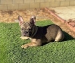 Small #3 French Bulldog