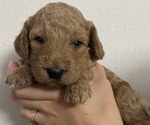 Puppy Wellington Goldendoodle (Miniature)