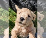 Small Photo #3 Goldendoodle Puppy For Sale in WILLMAR, MN, USA