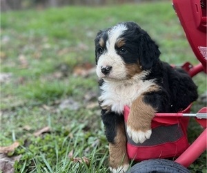Bernese Mountain Dog Puppy for sale in LAWRENCEBURG, TN, USA