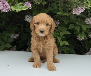 Goldendoodle (Miniature) Puppy for sale in WITHEE, WI, USA