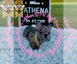 Puppy Athena French Bulldog