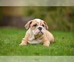 Small #1 English Bulldog