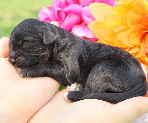 Medium Photo #3 Cavapoo Puppy For Sale in THORP, WI, USA