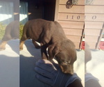 Small Photo #6 Doberman Pinscher Puppy For Sale in PASCO, WA, USA